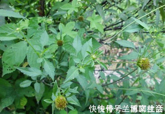 农民|小时候被它粘到哭,现在村里却有农民靠采集野生鬼针草养家糊口
