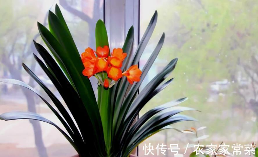 君子兰夹箭不开花?教你3个小妙招,不到半月花苞打开美极了