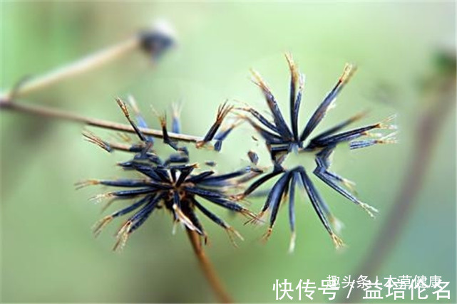 降低|路边的杂草泡水喝这六大功效，营养价值堪比人参，现在城里很少