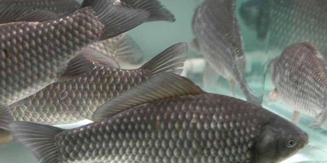 下面3种情况,钓鲫鱼是不能钓底的;不信的话,你可以试试