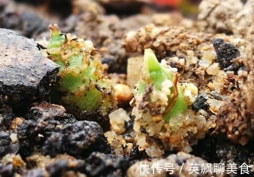 促使兰花发芽的方法,离不开3个要素,20天就见效