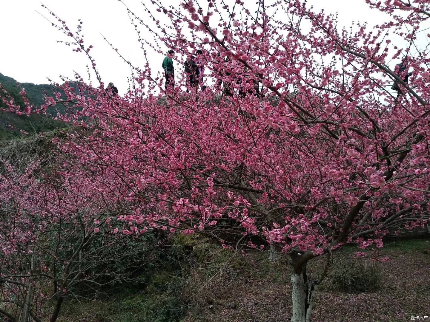 疏影横斜水清浅，赏梅记