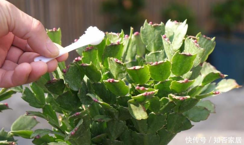 蟹爪兰2次开花数量少?花后5步不能少,做好轻松开爆盆!