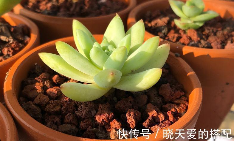 肥料|“加工”后的淘米水养多肉,效果杠杠的,早知道早受益