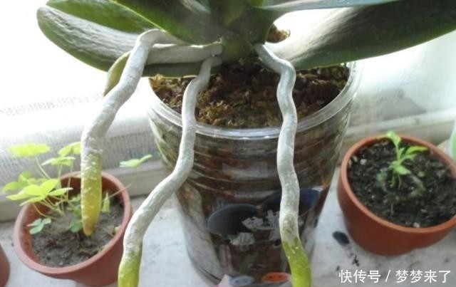 神奇|4种花别用土养,一浇水就烂根,最后1种很神奇,倒挂空中也开花