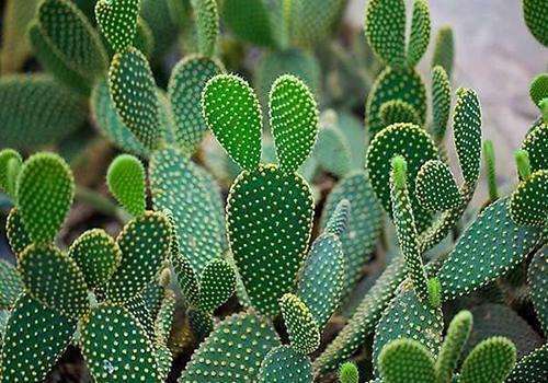 好像身披盔甲战士的植物,又像凯旋归来的将军,展现不一样的美