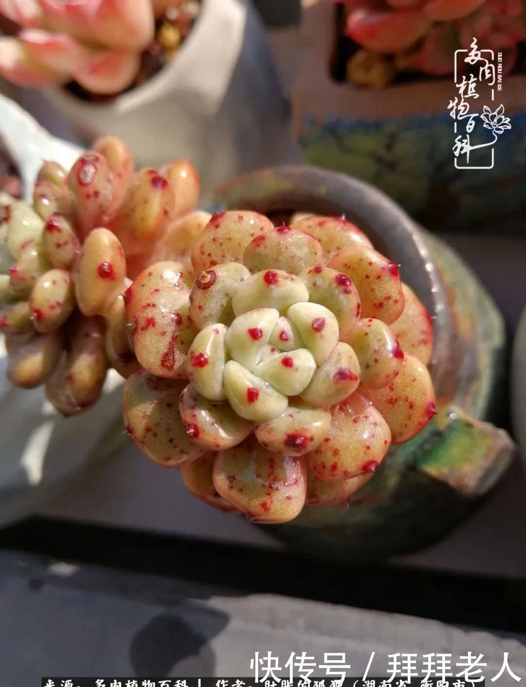 养多肉，我们到底养的是什么？