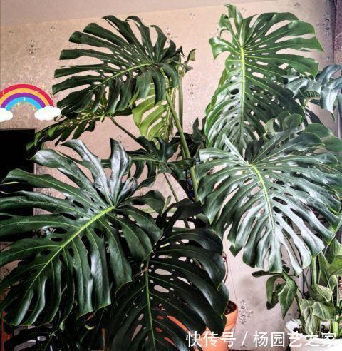 散尾葵|夏天多养大叶子植物,高端又漂亮,大热天也凉快