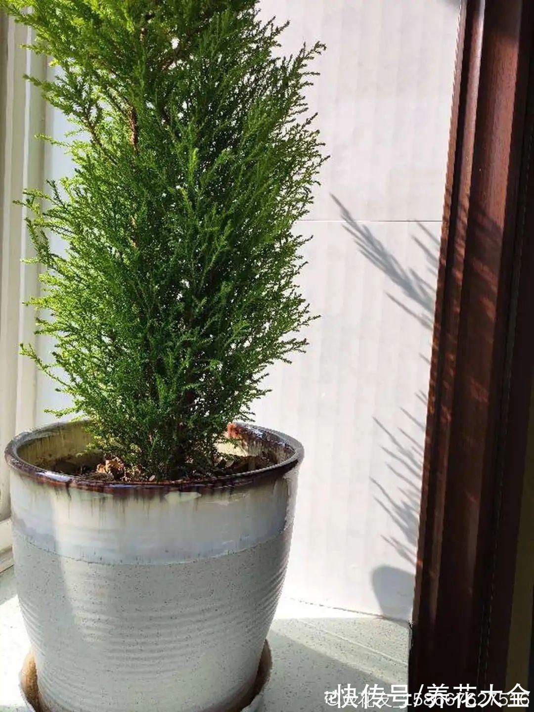 家里养一盆小香松，芬芳满室，满屋子都是高级香水味