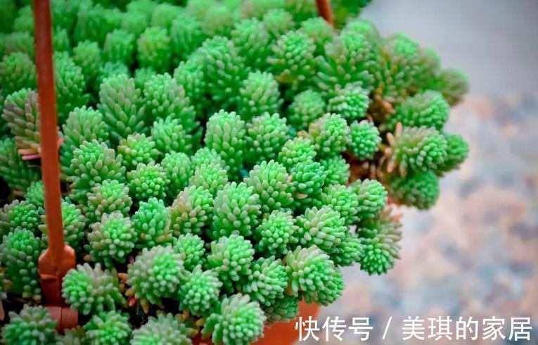 花友们|看似是草,实际是多肉,薄雪万年草,养殖抓住4个细节长得漂亮