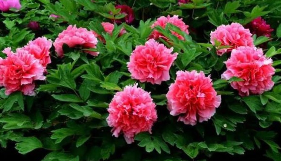 养花就养这几款,随便养都爆盆,花期长花量大,满屋飘香!