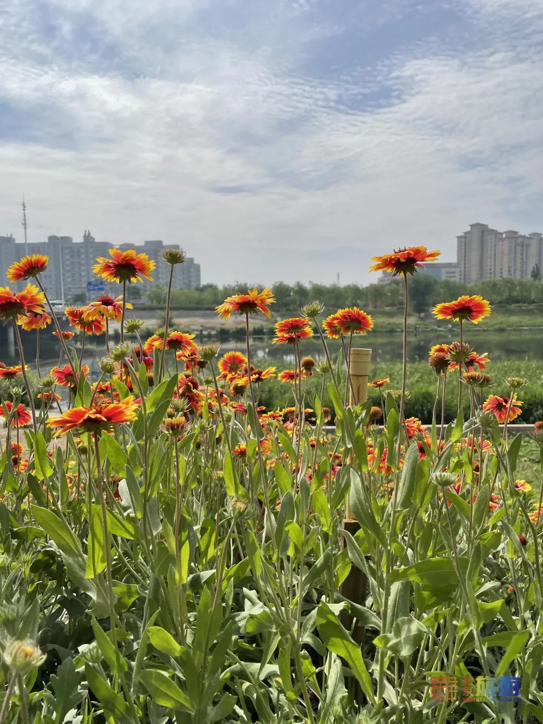 雏菊|北京亦庄超大规模雏菊花海正在盛花期，五颜六色，颜值爆表！