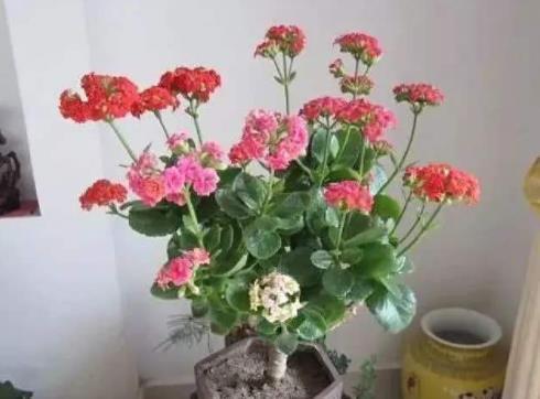 成活|长寿花“嫁接”开花多,几个“关键点”要注意,不然后期问题多!