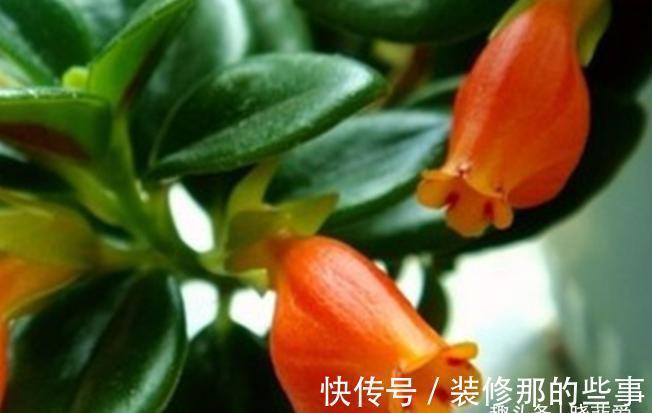 君子兰|适合客厅养的“4种花”，少晒太阳、少浇水，开花越旺“人也旺”
