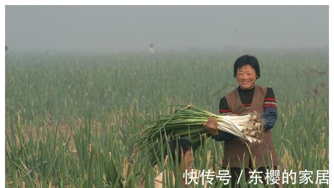 大葱炒鸡蛋|原来保存大葱这么简单,不干不空心,轻松放半年都新鲜,随吃随取