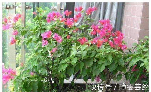 养花|什么淘米水、黄豆水,都不如1勺粉末,用来养花,花开爆盆