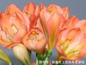 君子兰很难养养花30年的王大爷告诉你养花秘诀，养啥都爆满盆