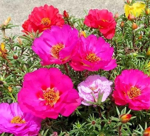  夏天|这款花卉40度高温也能爆盆，花色丰富，落地就能生根，很值得拥有