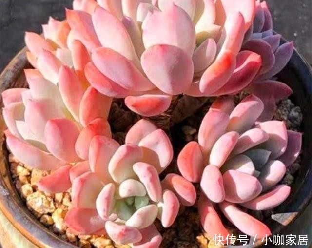 多肉植物|冬季,怎么养护多肉红卷叶上色快?