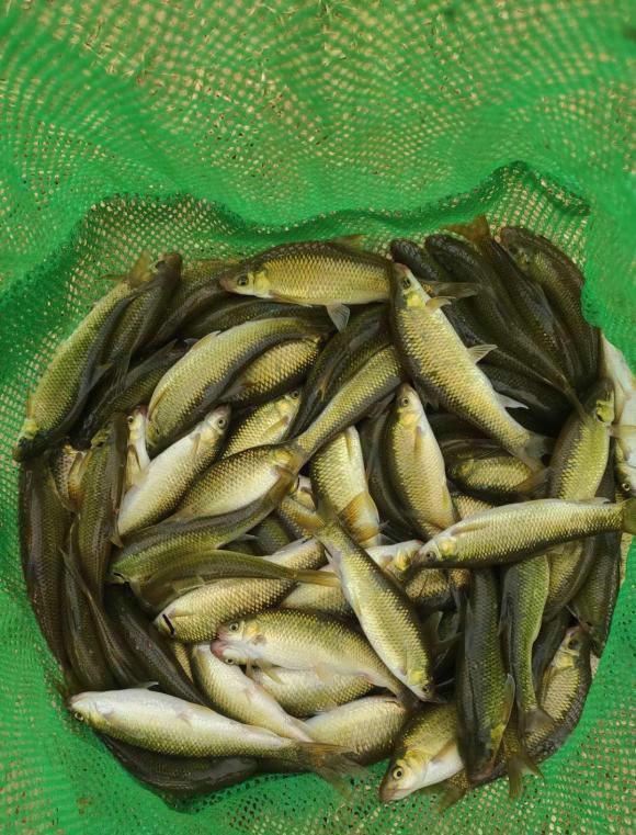 男子河里钓起四不像鱼,称“非常鲜”,网友不认识的鱼也敢吃