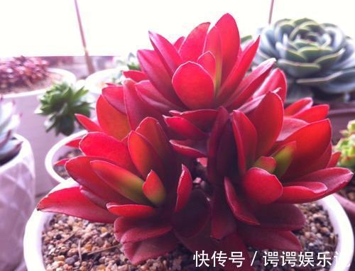 4种漂亮多肉，就适合贱养，不然容易徒长，影响美观