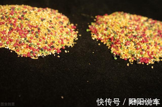 鲫鱼|蚯蚓饵料都不灵,夏钓鲫鱼只用米!钓鱼新手表示鲫鱼连竿也太容易