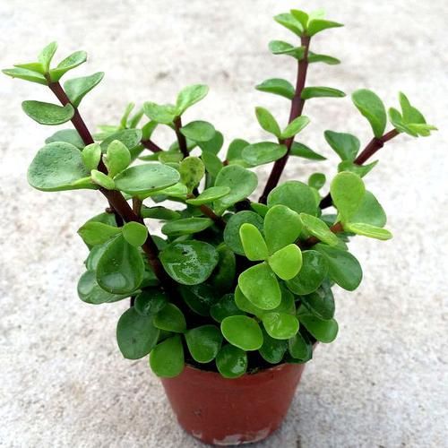 扦插一根枝，修修剪剪，一年长成“悬崖桩”，价值翻几倍