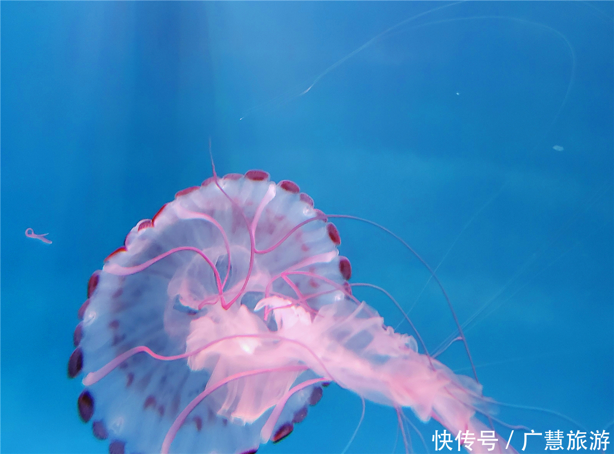 中年|日照自驾游一日游路线，这些精彩一天也能玩个遍你相信吗