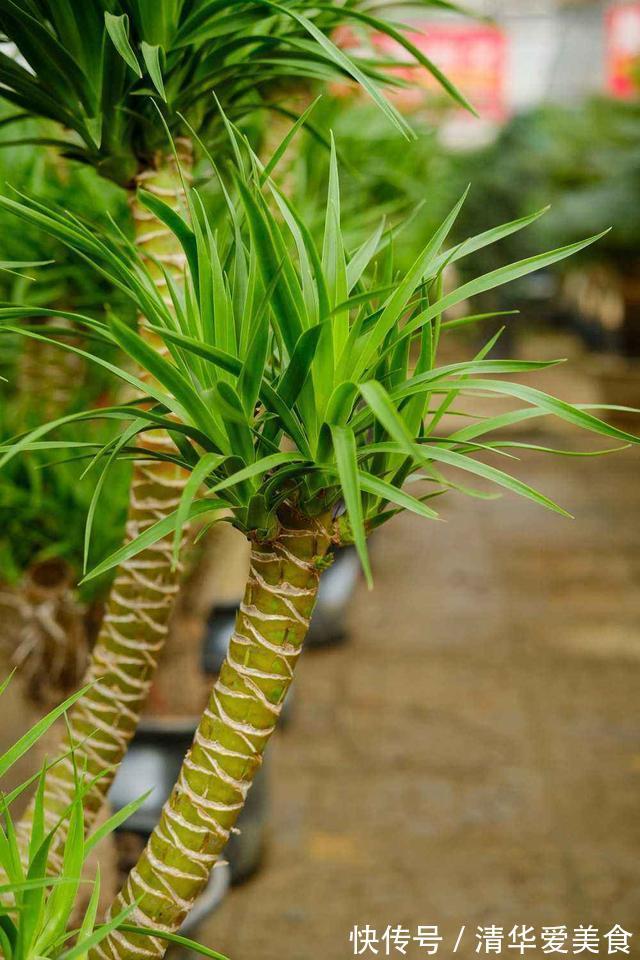 龙骨|室内想养“大盆镇宅花”,建议从这10种里面选,听名字就很霸气