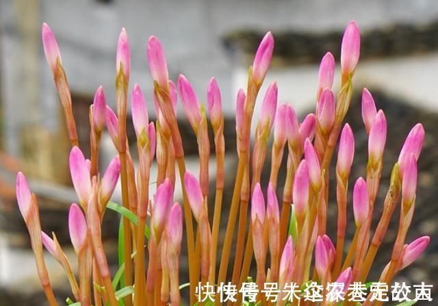 茉莉|7种花夏天爱淋雨,越淋长得越欢,多淋几次,肥料都省了