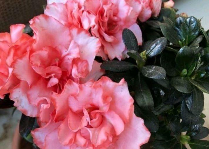 友好|4种花是爆盆能手,好养易活,对待新手很友好