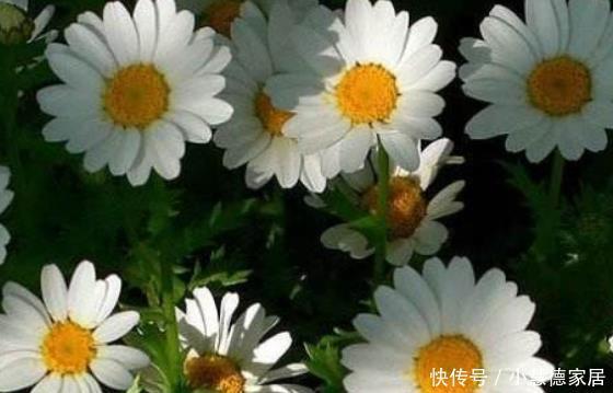 居家养花,就选“精品月季”红色达芬奇,花色艳丽,唯美浪漫