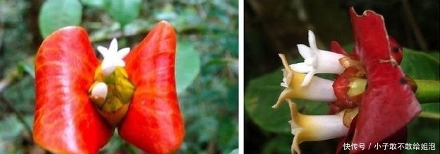 兰花|这些花平常都很难见到呢,关键是很可爱!