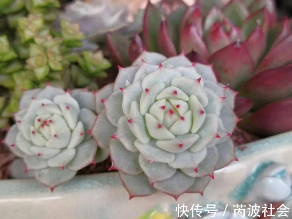 寒潮过后，多肉美出天际，颜色鲜艳明亮，真馋人！