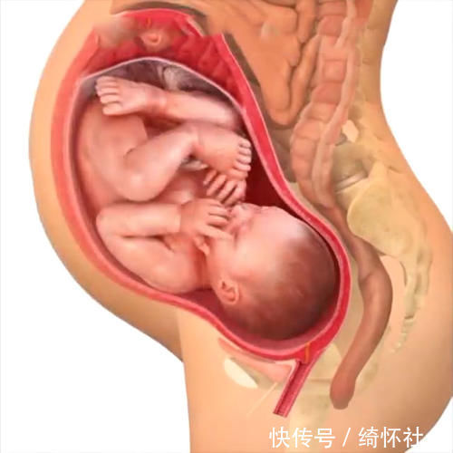发育|孕期40周胎儿生长发育组图,胎儿是这样一天天长大的