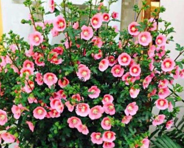 木槿|几款小花,便宜又好养,花开香飘溢满屋,超温馨的