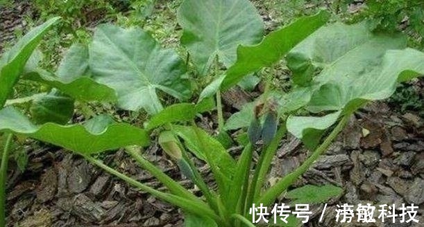 植物|农村此野菜,营养价值高,还能消肿止痛、清热解毒,遇见请珍惜