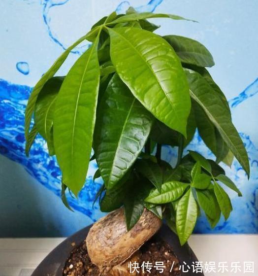 补充水分|这些镇宅盆景摆放在客厅,可让人身心愉悦,最受富人青睐