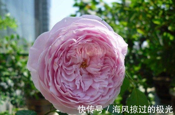 夏洛特|20种月季花品种介绍,简直美爆了!收藏啦……!