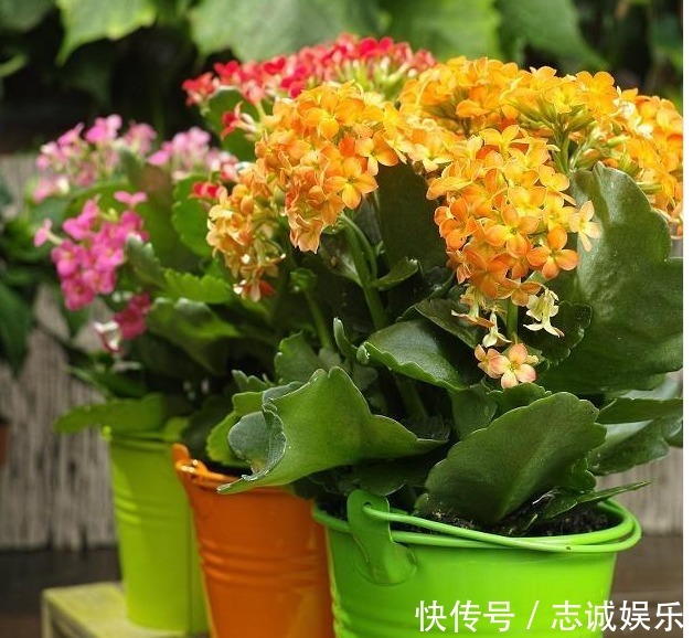 长势|刘大爷9年长寿花养护经验,总结“3妙招”,轻松一盆变多盆