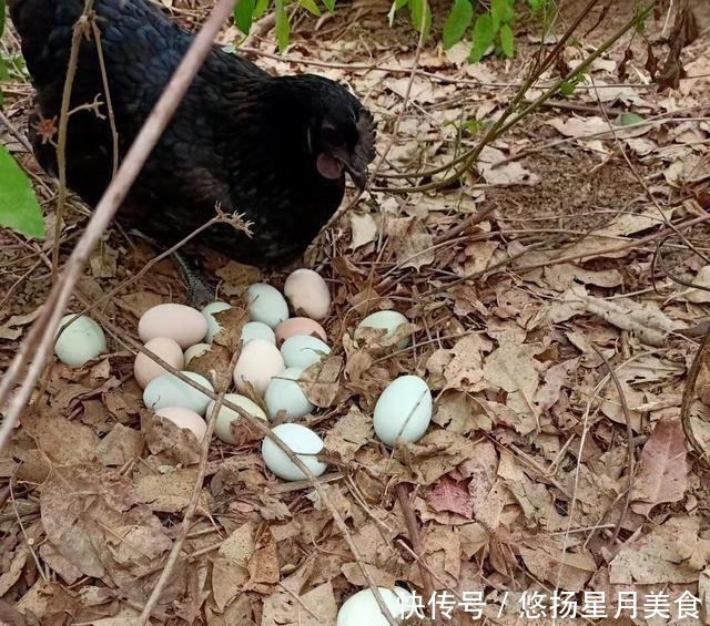 黑色素|满山头都是鸡蛋捡到手软,你知道它是什么鸡吗!