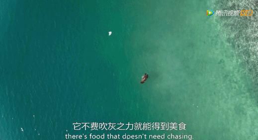 9.8分超惊艳，这神作终于不用找资源，我一口气看完5集