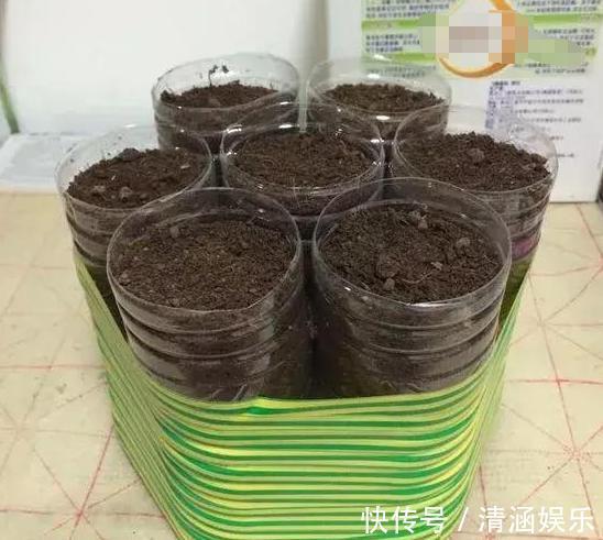 塑料瓶养花可当扦插神器、浇水壶、简易花盆，用途甚广！