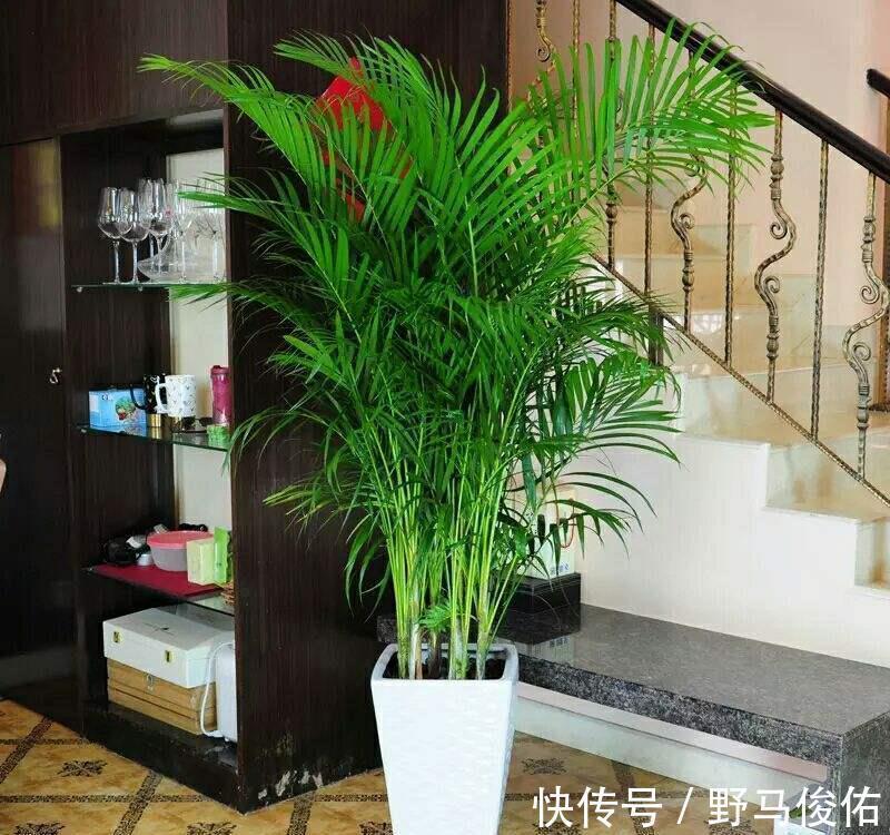客厅养花，就养“大树”，2年长成“绿巨人”，优雅漂亮，品位佳