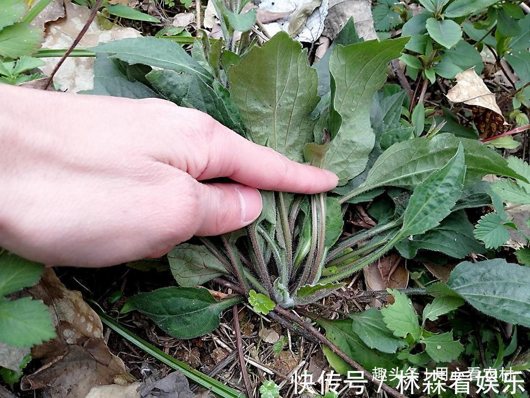 野菜|好难吃!怎么看都不像是野菜,一盘卖几十元,不知道哪里来的自信