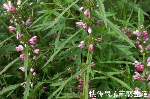 益母草|天然“青霉素”发现了,没事儿可劲儿吃,杀菌消炎,炎症或不敢“登门”