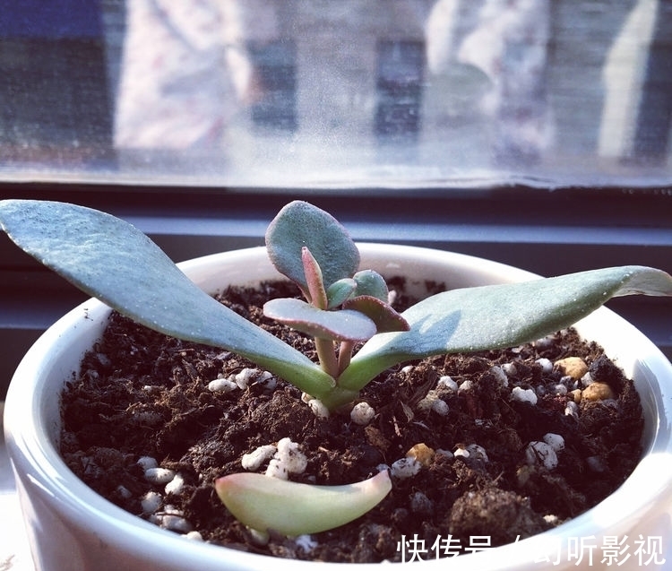 冬天养玉树,做好2点,枝肥叶壮、杆子壮实、绿意盎然