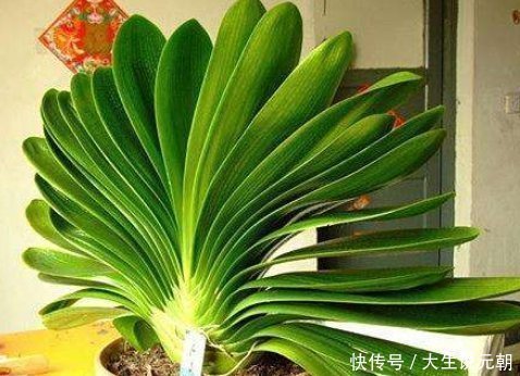 施肥|养花“高手”教你“3招”，让君子兰叶片侧看一条线，正看大扇面