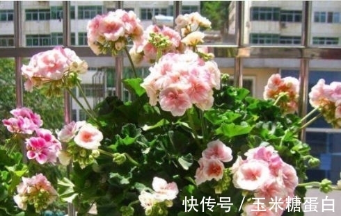 种花人|家里就养几种花，花朵大花期长，比牡丹还美，年年开花美翻