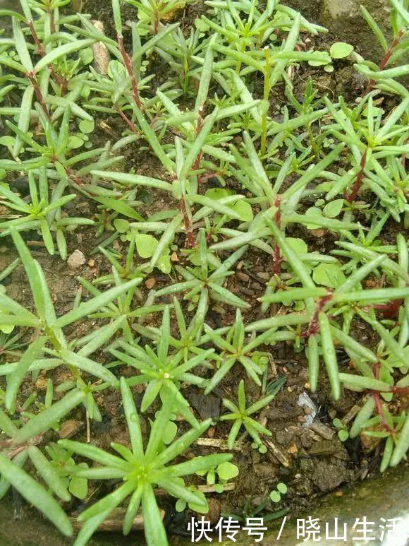 繁殖|5种花现在插土里,下个月就开花,再热也不怕,别错过了